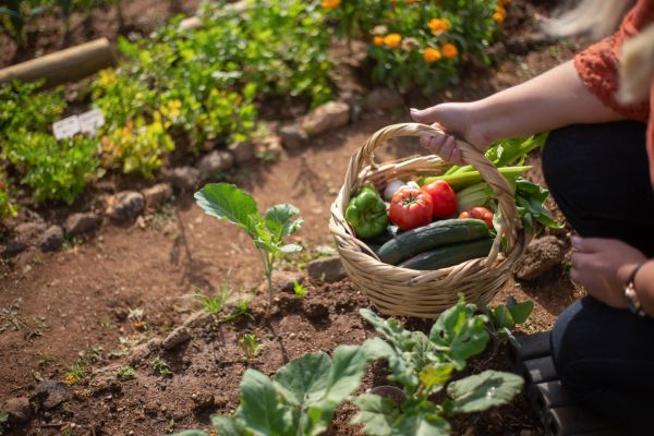 vegetable gardening tips