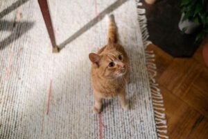How to Remove Pet Stains From Carpet and Control Odor